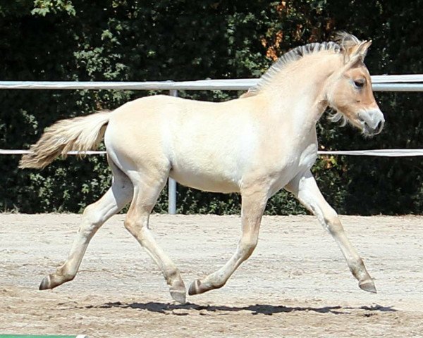 horse Okilani (Fjord Horse, 2018, from Silvio Skjöldson)