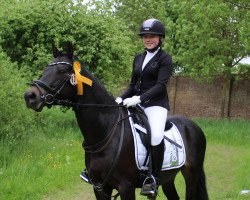 Springpferd Heros Heritage Dusty (Deutsches Reitpony, 2011, von Hurrikan Heros)