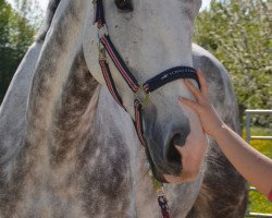 horse Roxy (Czech Warmblood, 2010, from Genius-13)