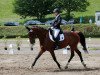 dressage horse Queen Bee 7 (Oldenburg, 2008, from Quattro B)