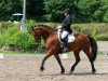 dressage horse Negro 88 (Freiberger, 2008, from Natural)