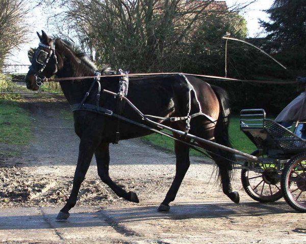 horse Dakota (Trakehner, 2008, from Poker E)