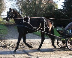 Pferd Dakota (Trakehner, 2008, von Poker E)