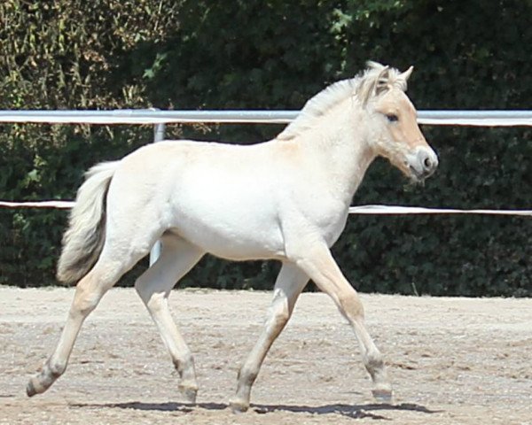 horse Maja (Fjord Horse, 2018, from Damar)