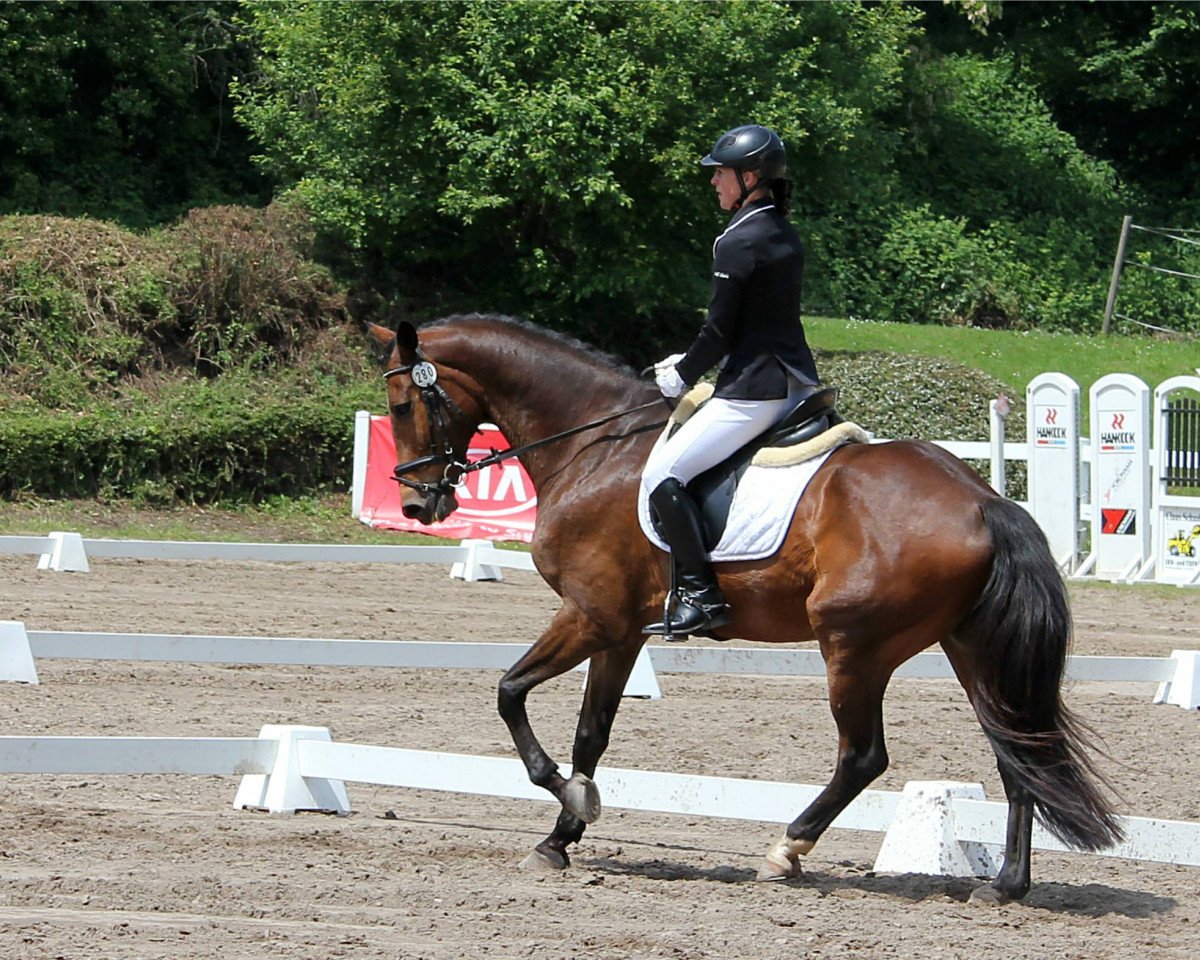 dressage horse Mando Diao 2 (Zweibrücken, 2003, from Medici)