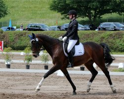 dressage horse Lafayette 181 (German Sport Horse, 2007, from Levistano)