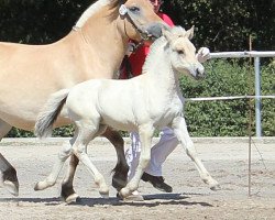 horse Jella (Fjord Horse, 2018, from Golf Gudenå)