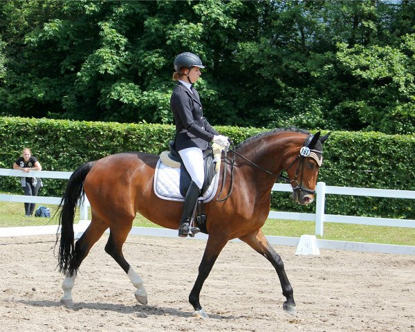 dressage horse Eowin 4 (Hanoverian, 2010, from Embassy III)