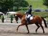 dressage horse Hillary 89 (Hanoverian, 2007, from Hochadel)