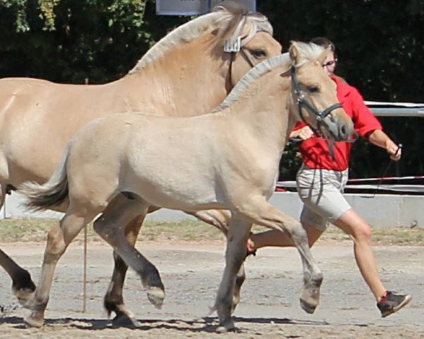 horse Taro (Fjord Horse, 2018, from Giersbergs Tjure)