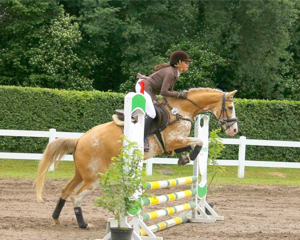jumper Miss Candy (German Sport Horse, 2010)