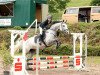 jumper Donna Luna JVJ (KWPN (Royal Dutch Sporthorse), 2011, from Ekwador)