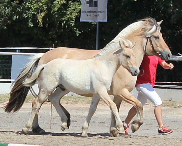 horse Goscha (Fjord Horse, 2018, from Golf Gudenå)