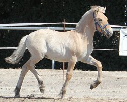 Pferd Kurt Cobain (Fjordpferd, 2018, von Kjartan)