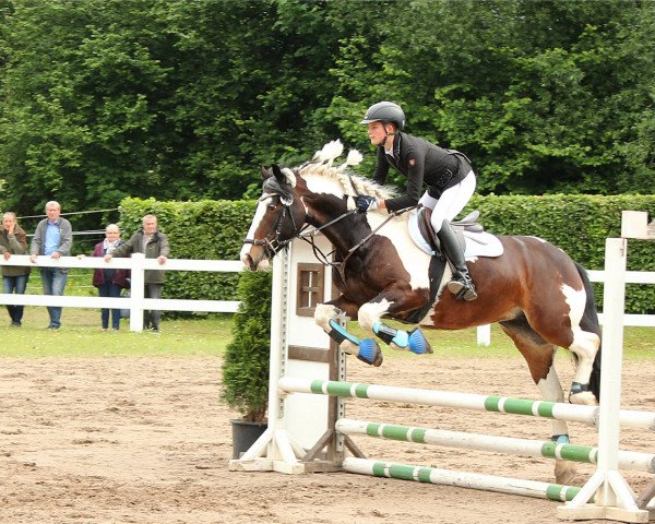 Dressurpferd Heat Tiger Lily (Großbritannien Warmblut, 2009)