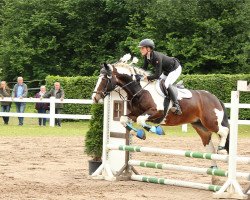 dressage horse Heat Tiger Lily (UK Warmblood, 2009)