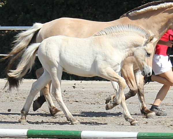 horse Gaiino (Fjord Horse, 2018, from Golf Gudenå)