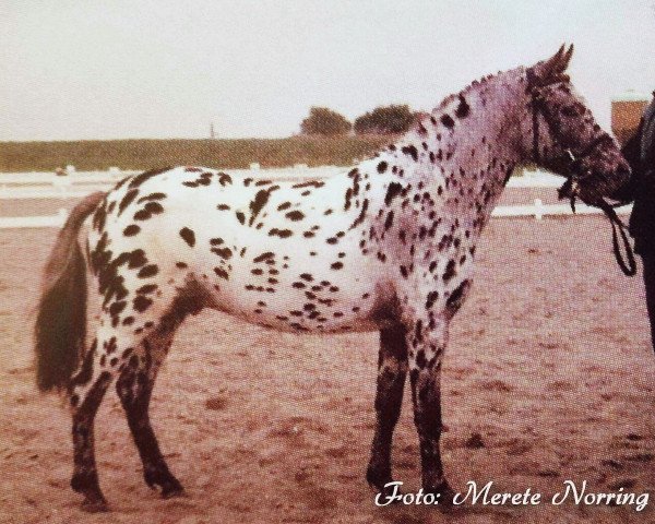 stallion PrH Nord-Star (Knabstrupper, 1996, from Norkrons Lotus)