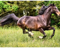 dressage horse Bharani (Hanoverian, 2010, from Bonifatius)