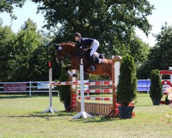 jumper Santiago 269 (German Sport Horse, 2010, from San Muscadet)