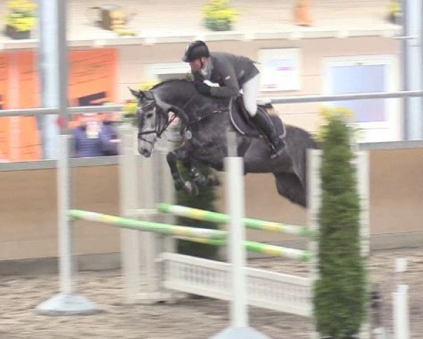broodmare Wiqua (Oldenburg show jumper, 2012, from Quality Time)