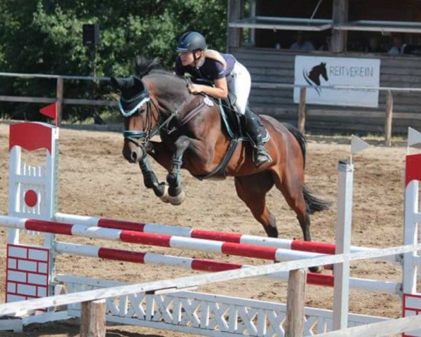 jumper Azara 6 (German Sport Horse, 2012, from Cezaro)