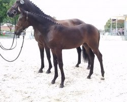 broodmare La Luna SL (German Sport Horse, 2018, from Iniesta TN)