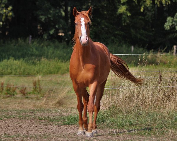 dressage horse Schoko (Westphalian,  , from Scolari)