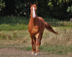 Dressurpferd Schoko (Westfale,  , von Scolari)