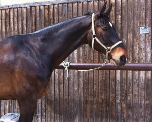 horse Winnie Puh (Hanoverian, 1998, from World Cup II)