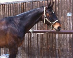 horse Winnie Puh (Hanoverian, 1998, from World Cup II)