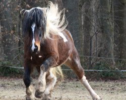 horse Choco (Friesian-Mix, 2007)