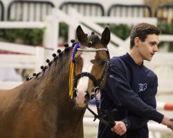 Deckhengst Timms My Fritz (Deutsches Reitpony, 2014, von Grenzhoehes My Fireball)