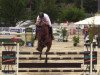 jumper Numeri (Oldenburg show jumper, 2012, from Numero Uno)