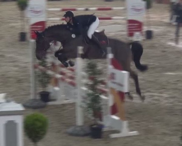 stallion Gambrinus 94 (Oldenburg show jumper, 2012, from Gavi)