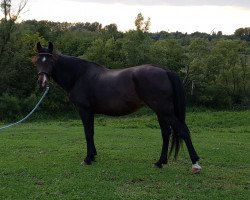 Zuchtstute Julia (New-Forest-Pony, 2000, von Park's Talent 37 NF)