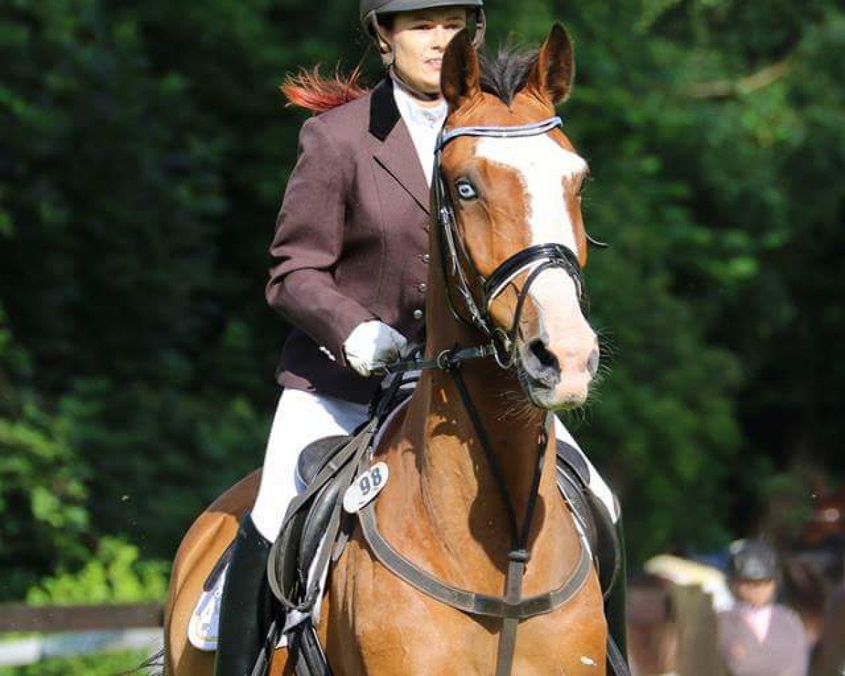 Springpferd Chaq (Holsteiner, 2003, von Ciacomo)