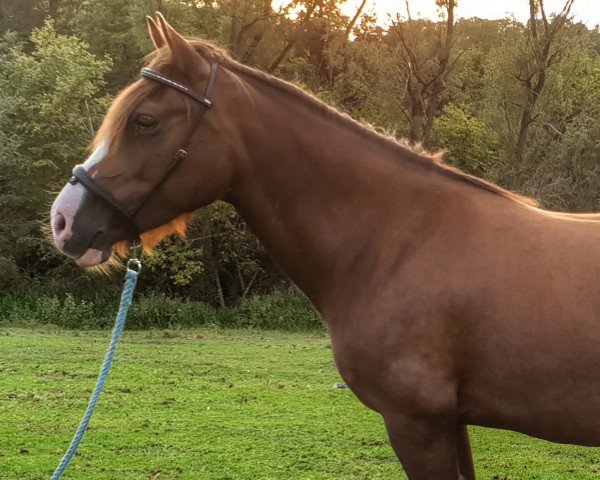 Pferd Adelheid (Deutsches Reitpony, 2013, von Cockmoor Brenin Ebrill)