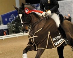 dressage horse Liza Minelli (Swedish Warmblood, 1998, from Cortez)