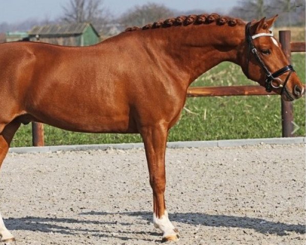 stallion Orchid's Jim (New Forest Pony, 2014, from Oosterbroek Francois)