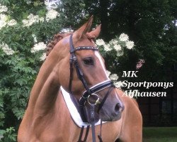 dressage horse Amira (German Riding Pony, 2011, from Hilkens Dance Forever)