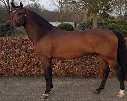 Deckhengst Borgerhof's Orion (New-Forest-Pony, 2015, von Lomansheide Brent)