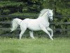 stallion Daylami xx (Thoroughbred, 1994, from Doyoun xx)