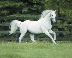 stallion Daylami xx (Thoroughbred, 1994, from Doyoun xx)