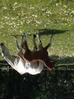 Springpferd Balourini (Hannoveraner, 2018, von Balou du Rouet)