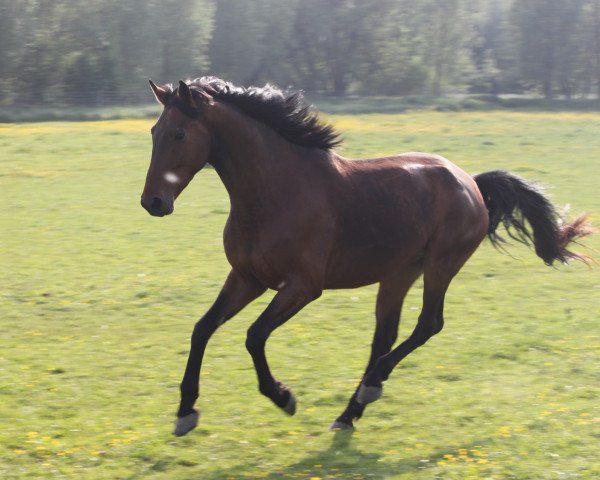 dressage horse Dragoner (German Sport Horse, 2013, from Dagobert 106)