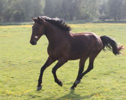 dressage horse Dragoner (German Sport Horse, 2013, from Dagobert 106)