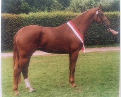 broodmare Dornröschen (Westphalian, 1992, from Damenstolz)