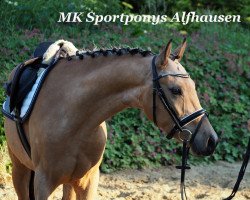 dressage horse Caramel de Luxe (German Riding Pony, 2013, from Classic Dancer III)