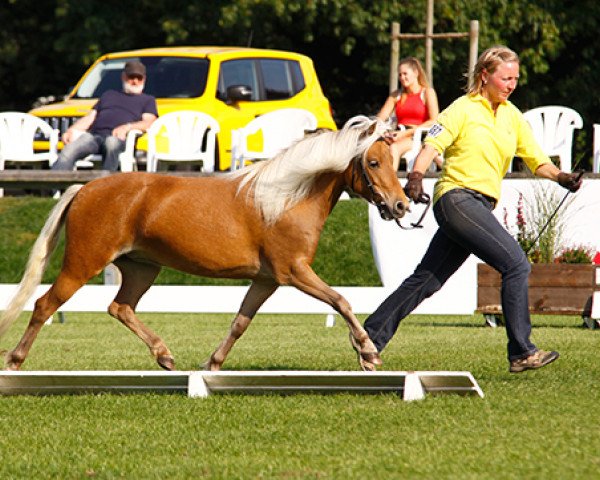 broodmare Roxy MK (German Classic Pony, 2012, from KC Coyne Connection)